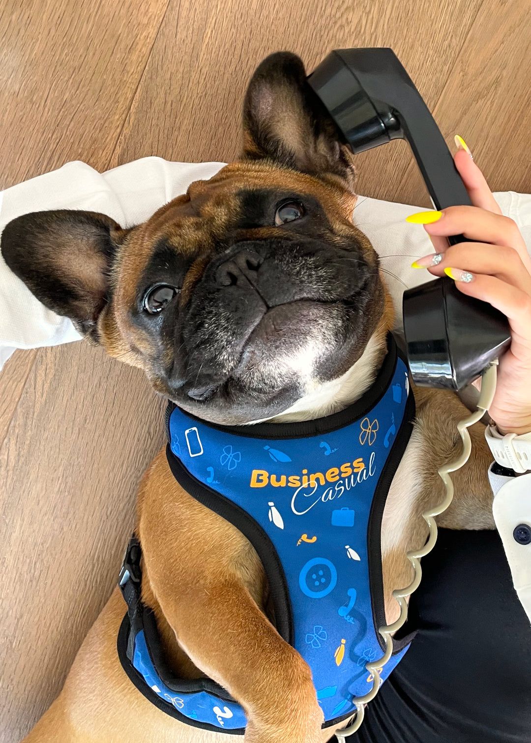 French bulldog laying on floor with her head on her human hand, while listening in on a call through and old landline telephone, showcasing business casual design harness.