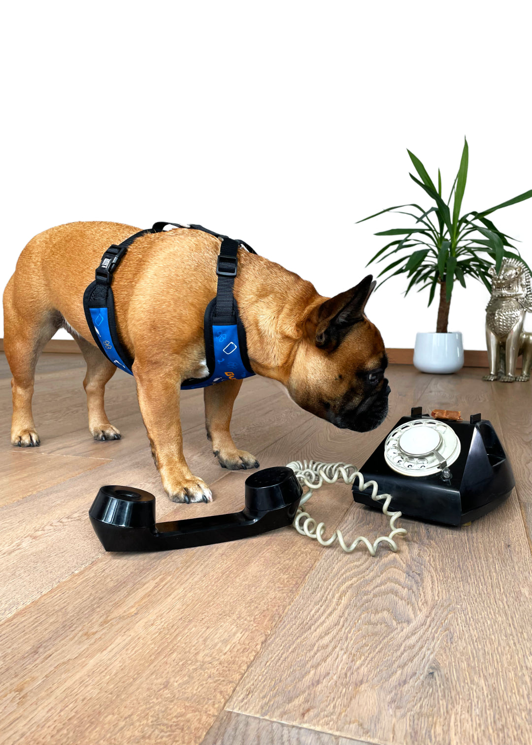 Sideview of the business casual design harness showcased by french bulldog sniffing an old phone, with a small palm in the background against a plain white wall.