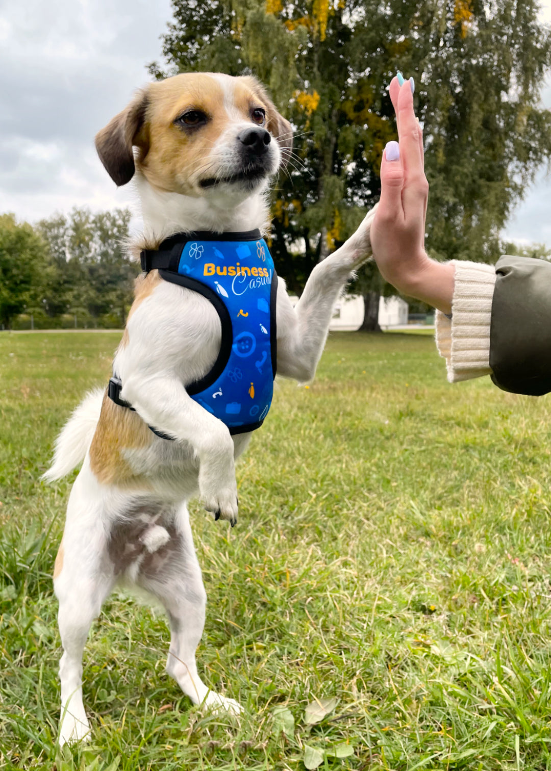 Jack russel terrier mix wearing business casual design harness, outside in the park while standing on his two back feet, while giving a high five to her human. Very much a done deal, i'd say.
