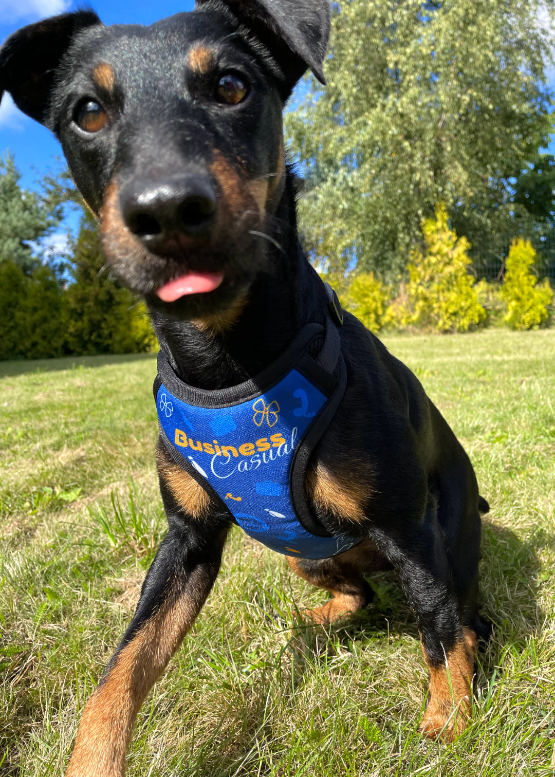 Jagterrier in motion of looking for where a ball is going to land in her back yard, while wearing business casual design harness.