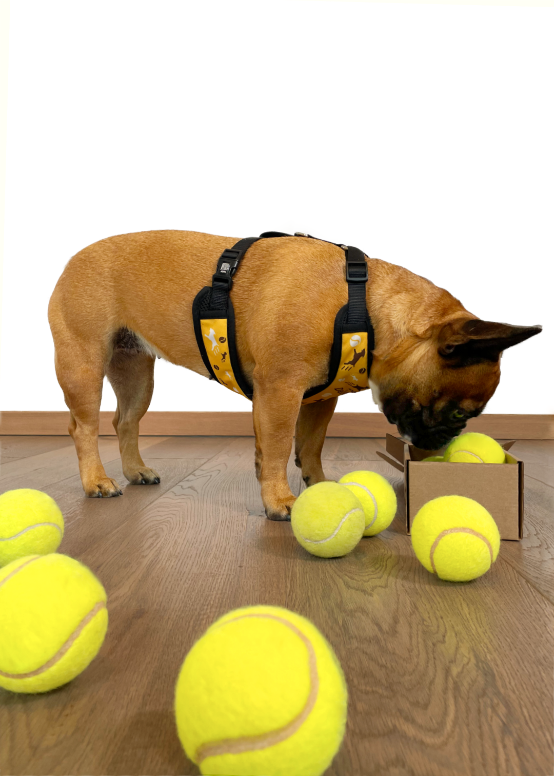 Sideways view of ball delivery design harness. Vicky, the french bulldog is sniffing tennis balls in a cardbox, while ther's plenty more tennis balls outside next to her on a wooden floor, against a plain white wall.
