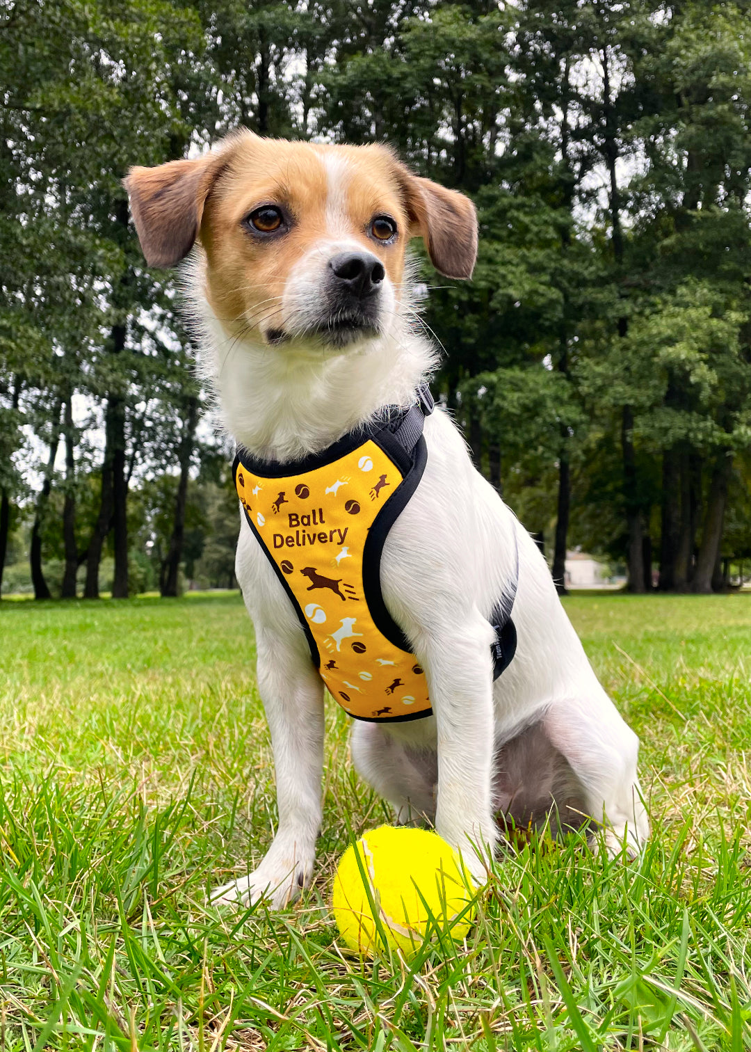 Jack russel terrier mix sits outside in the park grass looking around while wearing ball delivery design harness. He already delivered his ball, it's right next to him.