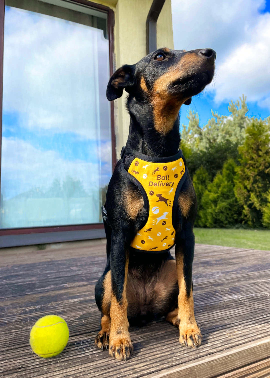 Jagterrier sits carelessly wearing ball delivery design harness on a terrase in her backyard, her ball is next to her, she's probably looking for a treat, after job well done.