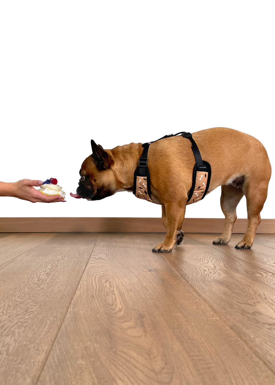 Sideview of french bulldog wearing food expert design breezy harness, while there is only a part of her moms hand holding a cupcake and her tongue is leaning to taste the treat.