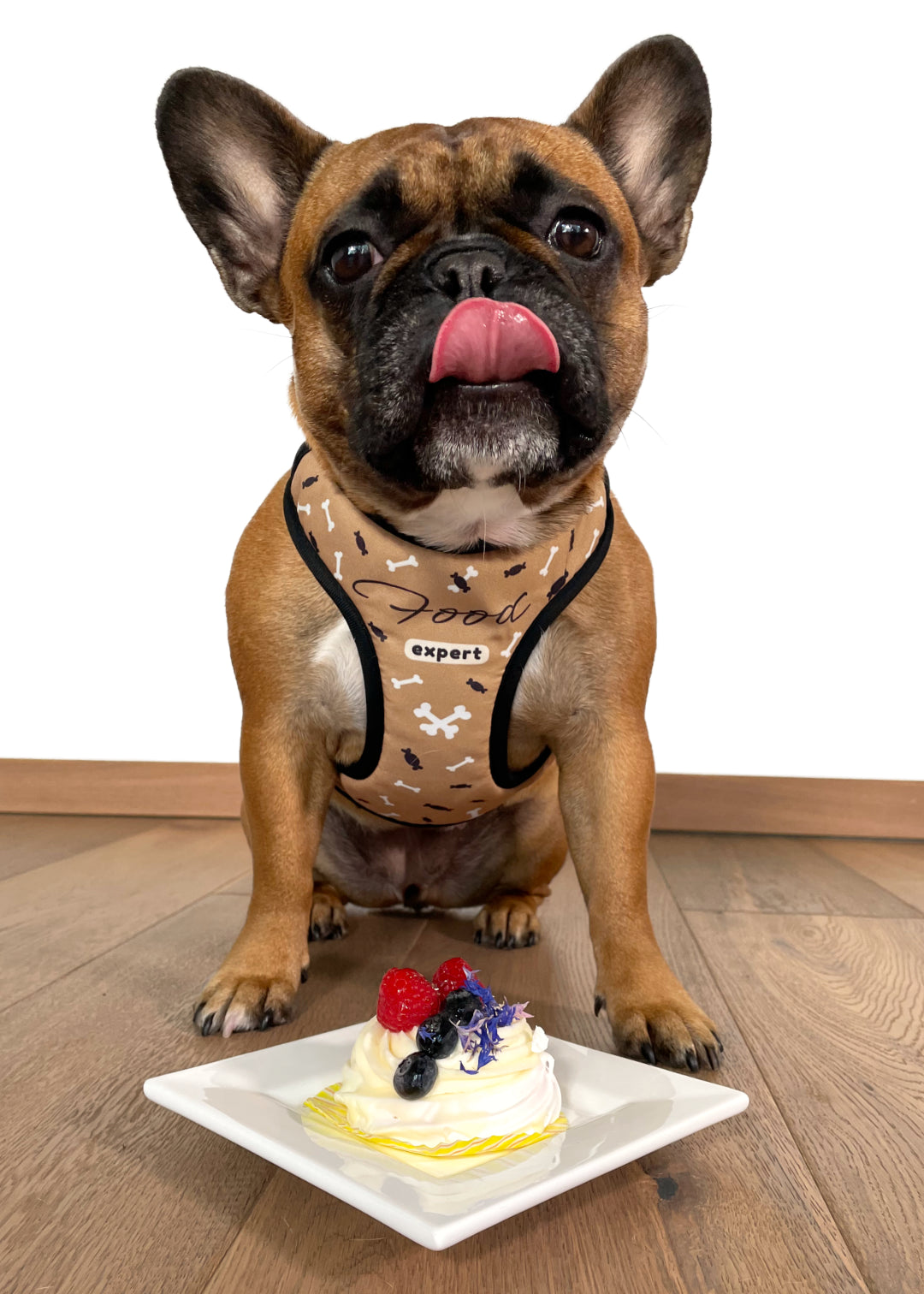 French bulldog in a room, on wooden floor against a plain white background, wearing food expert design harness, licking her lip after tasting a pet cupcake that's right in front of her on a plate.
