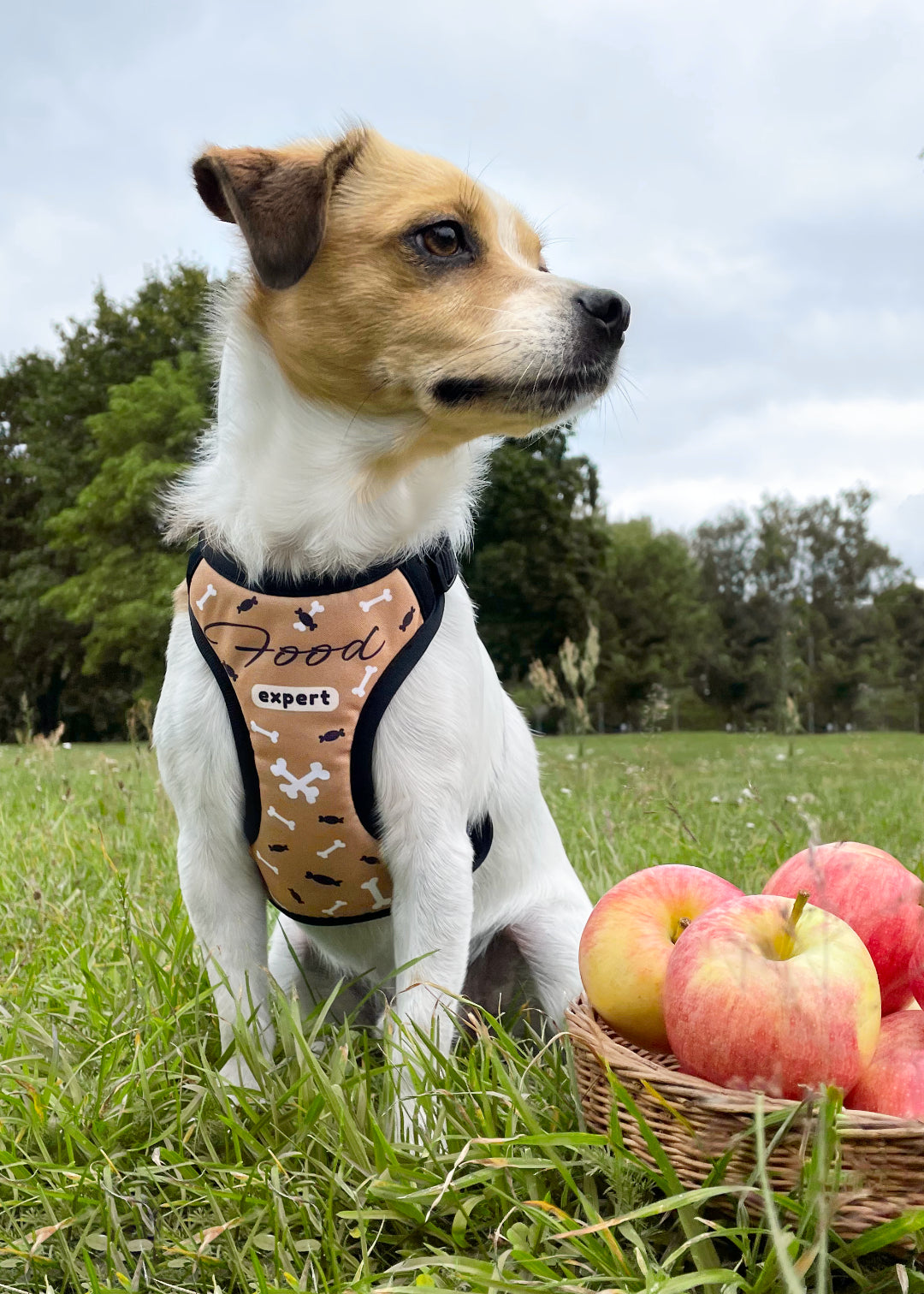 Jack russel terrier mix sitting outside in grass next to a bowl of apples looking in the far, while wearing food expert design harness.