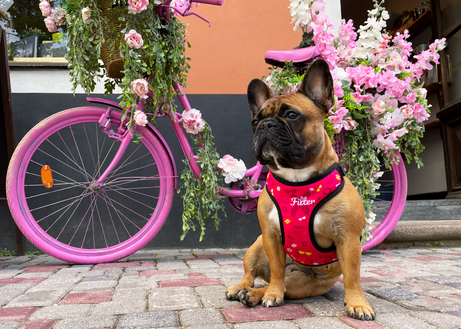 French bulldog sitting comfortably outside on street, wearing pink themed no filter design harness, there's also a pink bicycle in the background covered in pink and white flowers. 