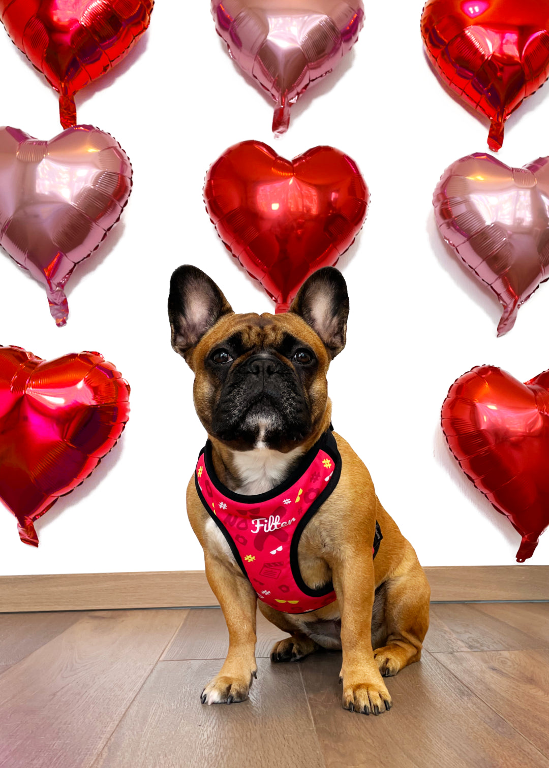 Vicky, the french bulldog sits on wooden floor, wearing no filter design harness against a wall with a 3 by 3 pattern of balloons stiched to the wall in pink and red colors.