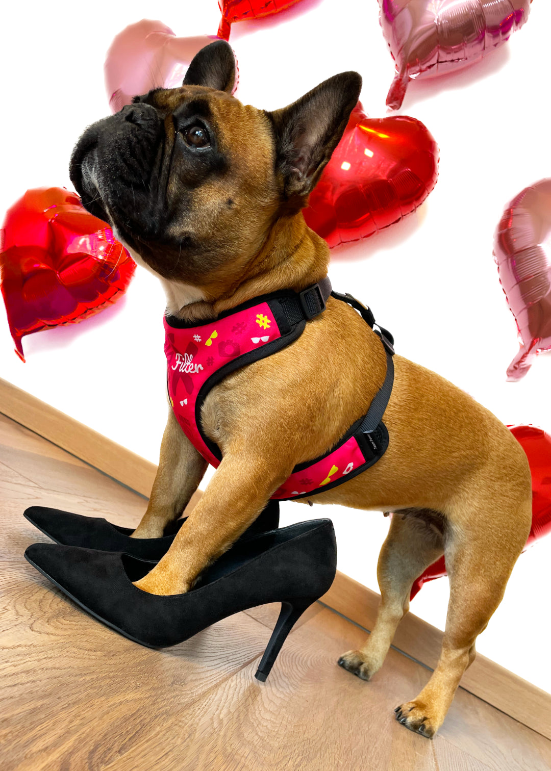 Vicky, the french bulldog wearing no filter design harness stands tall with her front legs inside moms black high heels. Sideview of the harness.