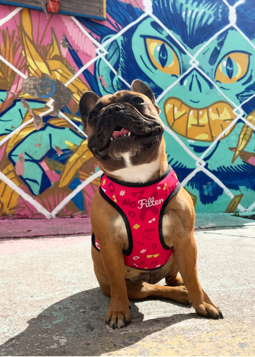 French bulldog happy after a walk in the city, on a sunny day sits on the street smiling, thriving a little for more air, so you can see her tongue just a little bit, showcasing the no filter harness against a background of artsy graffiti on an old building wall.