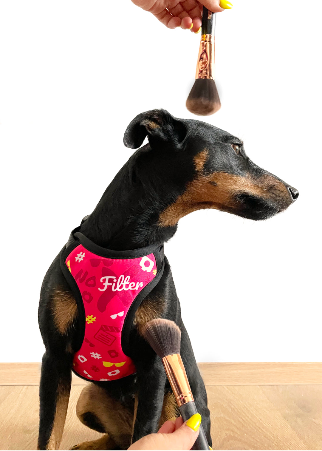 Jagterrier sits on wooden floor against a plain white wall, looking sideways, wearing no filter design harness while expessing her notion, no filters needed, as her human is flickering beauty brushes not too close to her.